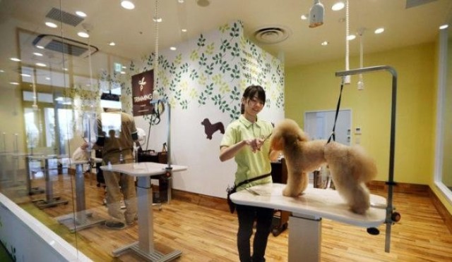 寵物店專業寵物服務 關愛與品質的完美結合